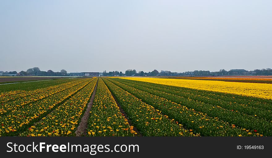 A spring field with colorful tulips somewhere in Netherlands . A spring field with colorful tulips somewhere in Netherlands .