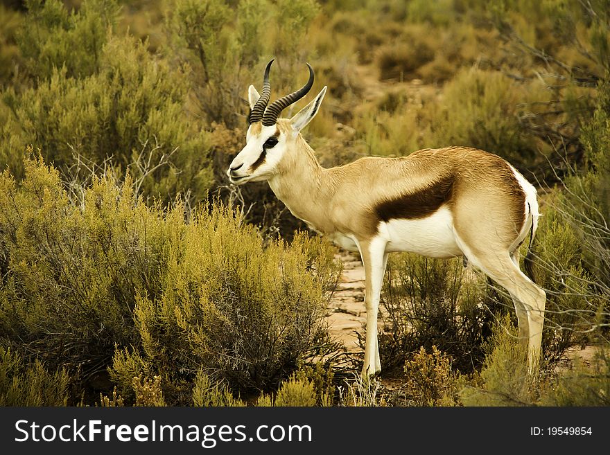 Close encounter with an antelope (springbok) during a safari in South Africa.
