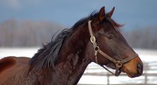 Horse In Winter Royalty Free Stock Photos Horse In Winter Royalty Free Stock Photos