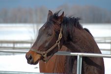 Horse In Winter Royalty Free Stock Images Horse In Winter Royalty Free Stock Images