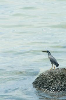 Striated Heron On A Rock Stock Photo Striated Heron On A Rock Stock Photo