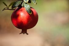 Colorful Close Up Of Pomegranate Stock Photography Colorful Close Up Of Pomegranate Stock Photography