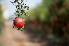 Pomegranate Cultivation Stock Images Pomegranate Cultivation Stock Images