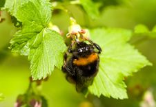 Bumblebee Pollinating Flowers Royalty Free Stock Images Bumblebee Pollinating Flowers Royalty Free Stock Images