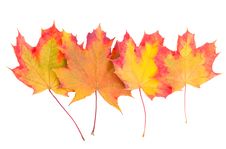 Autumn Maple Leaves Stock Photography Autumn Maple Leaves Stock Photography