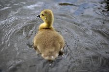 New Born Baby Canadian Goslings Royalty Free Stock Photography