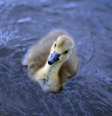 New Born Baby Canadian Goslings Royalty Free Stock Image