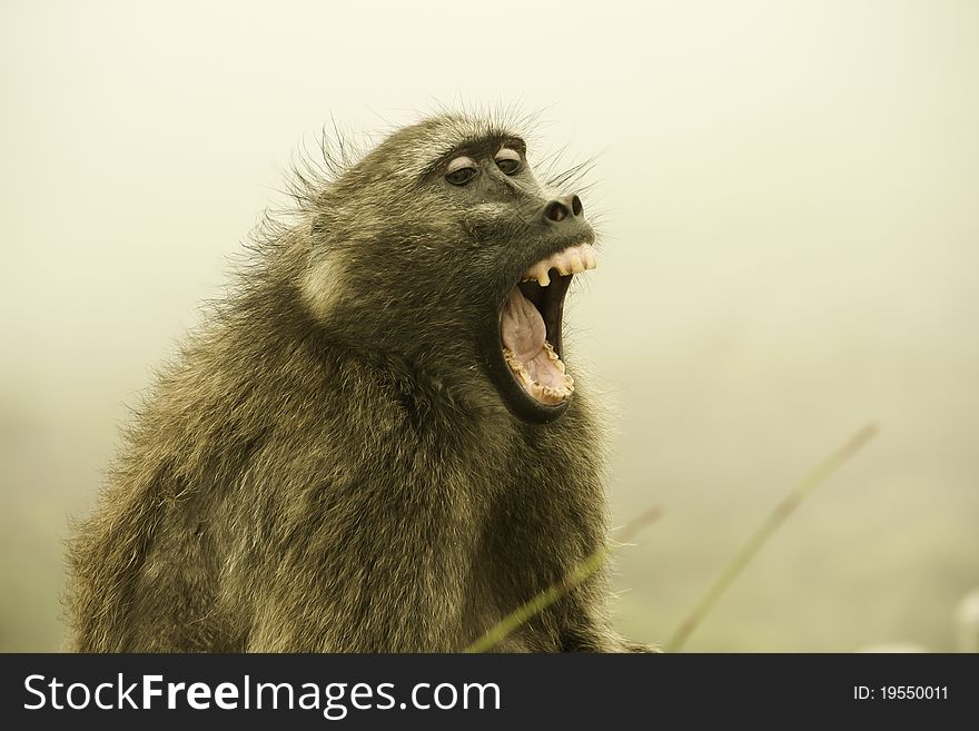 Screaming baboon in South Africa. Some tourist came to close while trying to take a photo. Screaming baboon in South Africa. Some tourist came to close while trying to take a photo