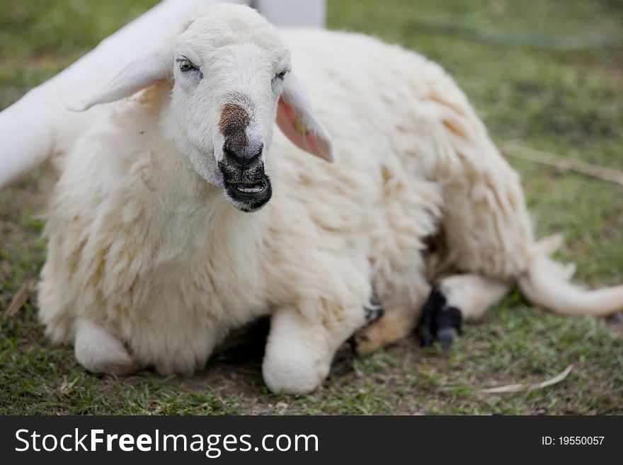 Sheep lie down on grass