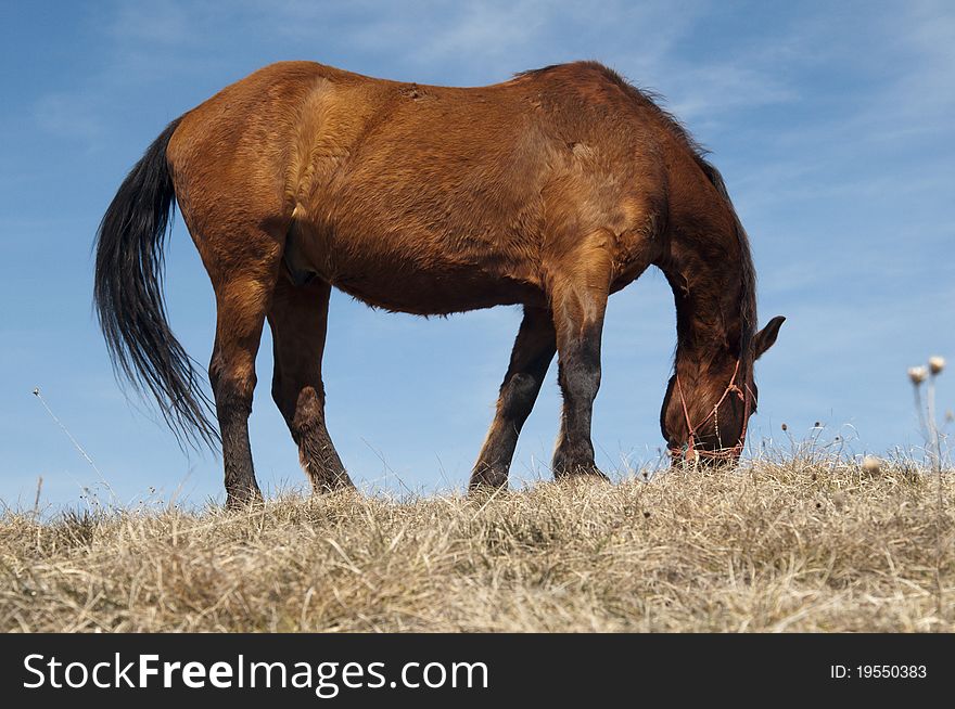 Beautiful young horse grazing ,Serbia