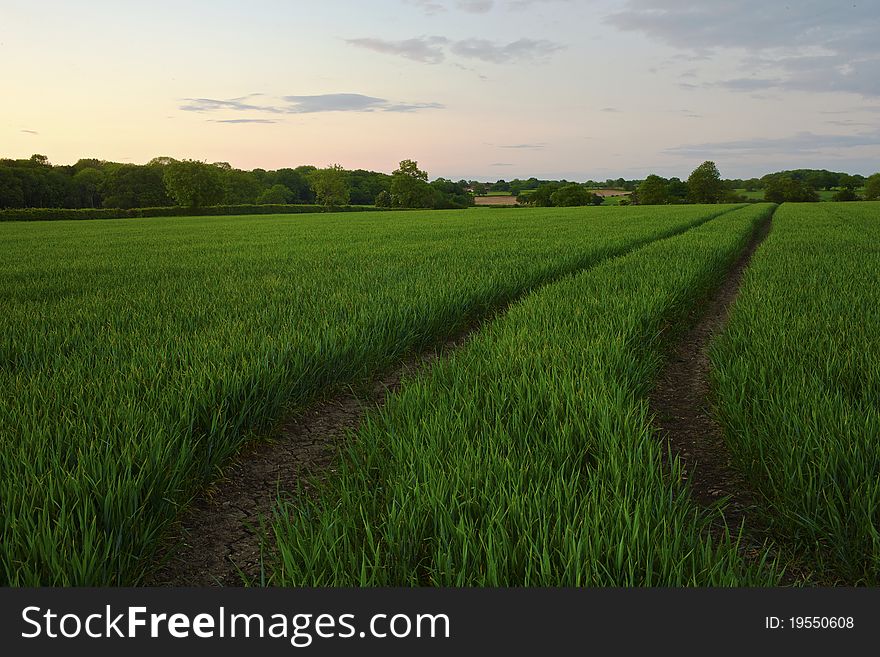 A field of corn at twilight. A field of corn at twilight