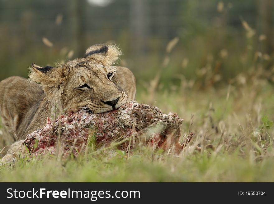 Lion Cub With A Prey