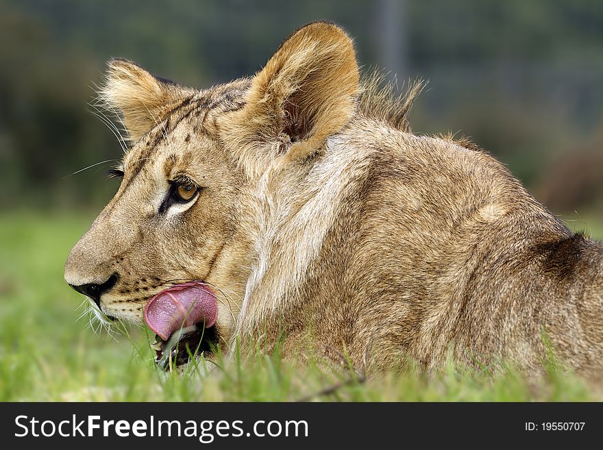 A portrait of a lion cub. A portrait of a lion cub