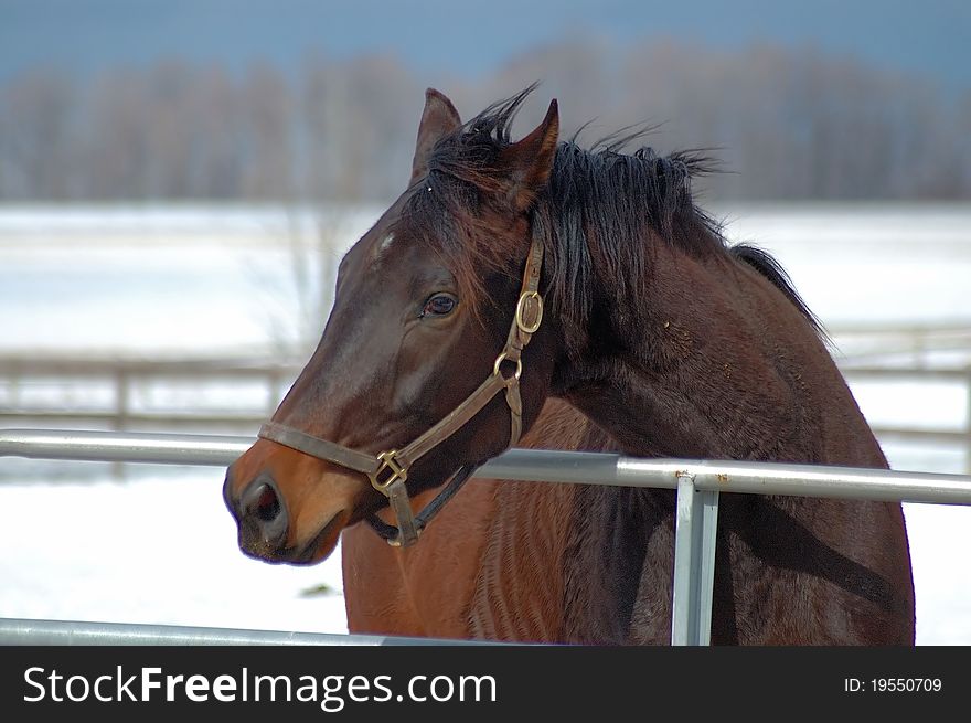 Portrait of a horse in its` paddock. Portrait of a horse in its` paddock