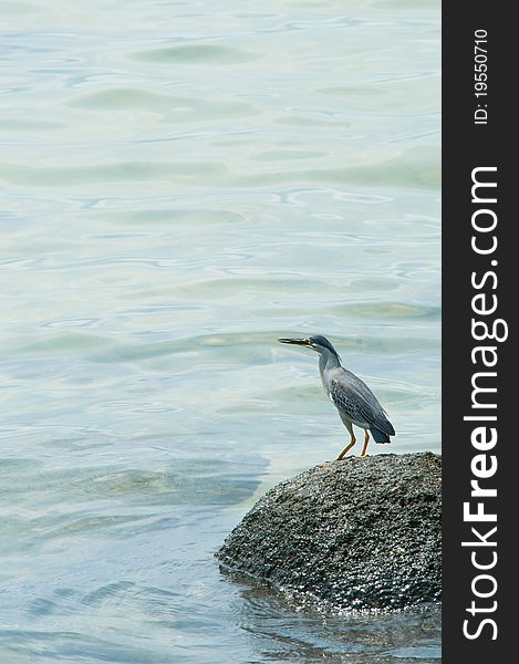 Striated Heron On A Rock