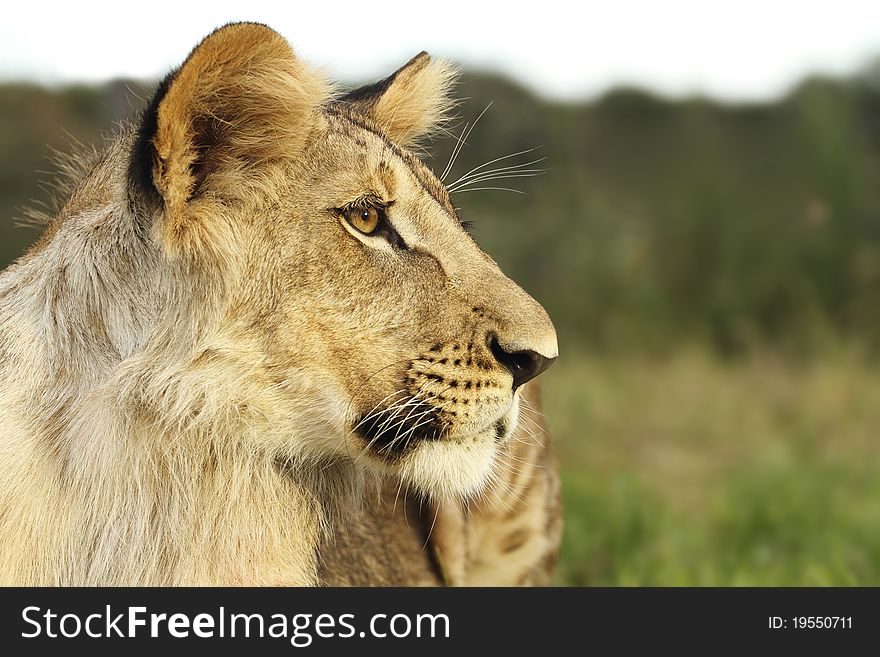 A portrait of a lion cub. A portrait of a lion cub