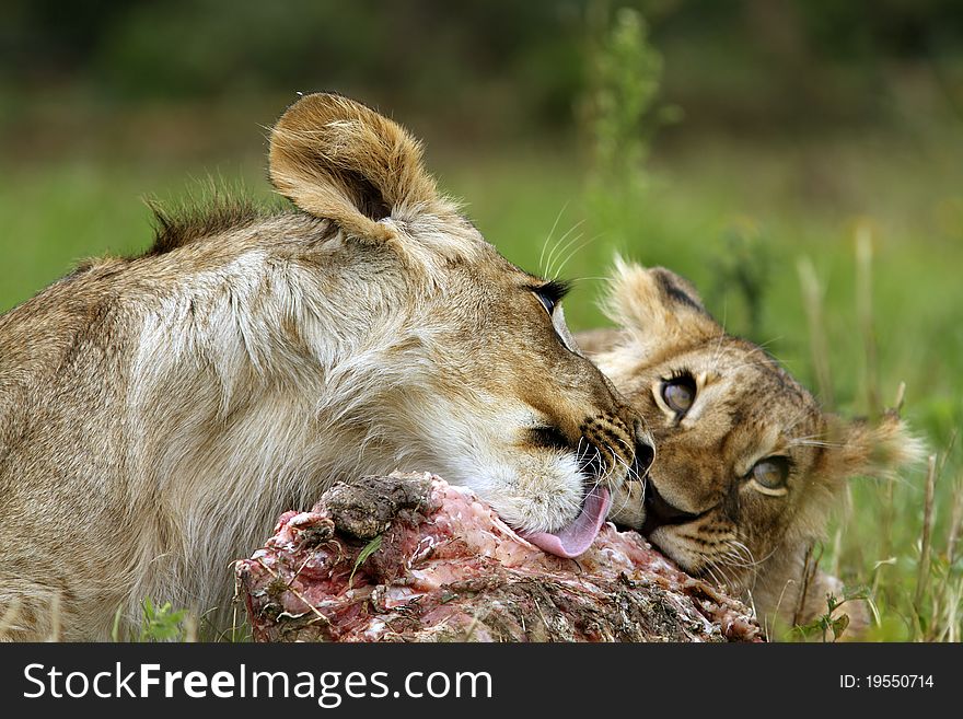 Lion cubs with prey