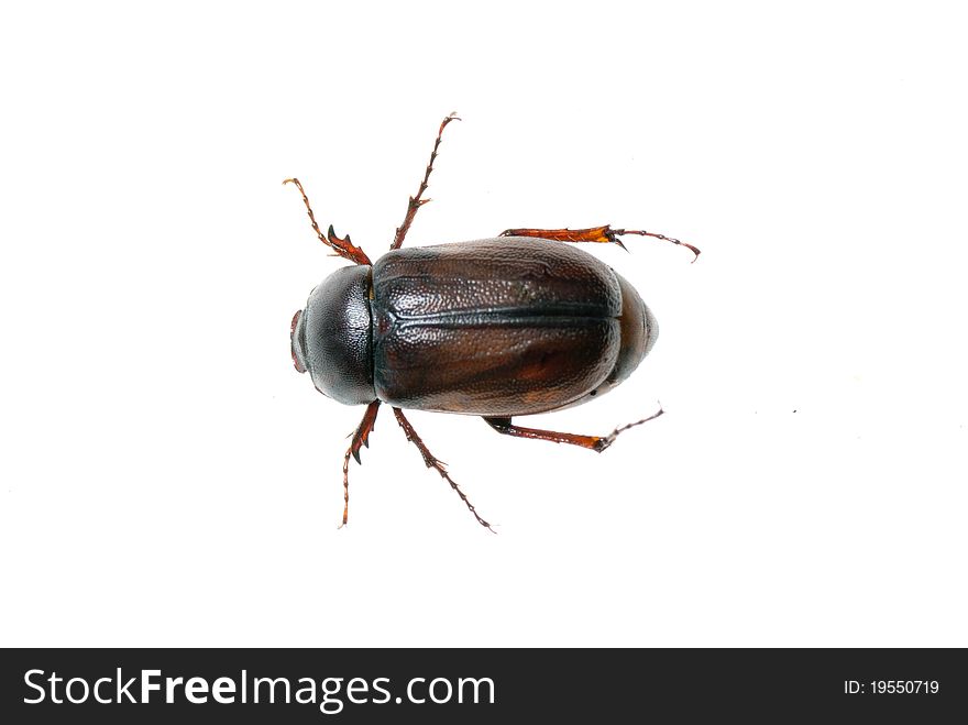 A chafer on a white background