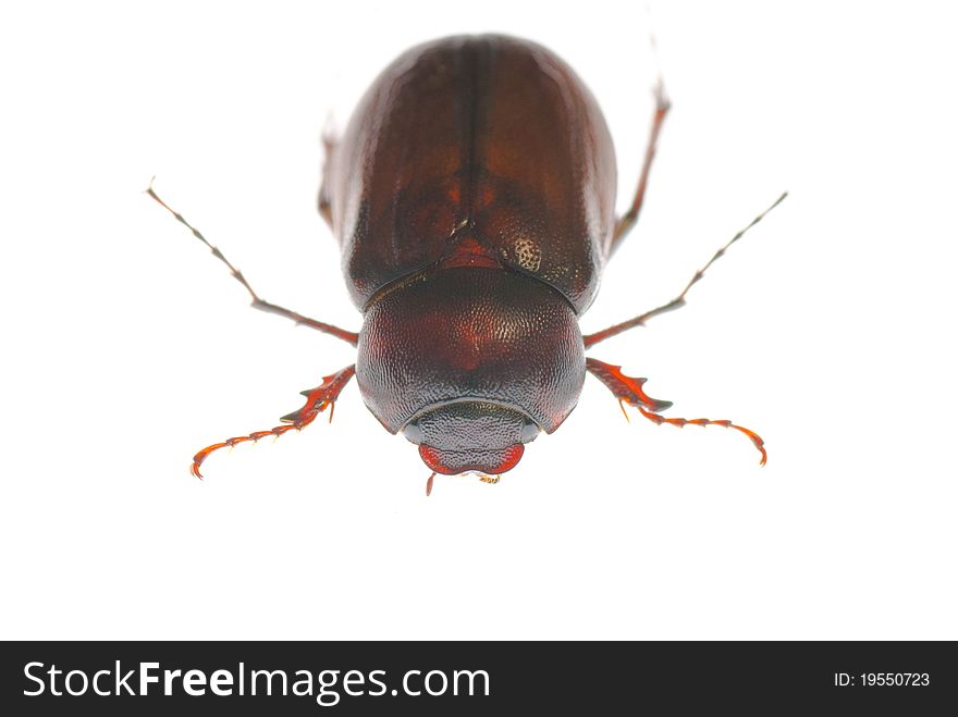 A chafer on a white background