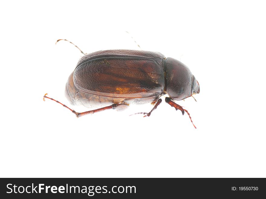 A chafer on a white background
