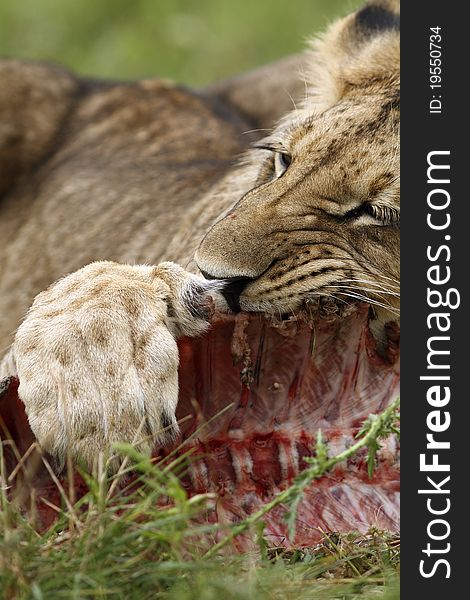 Lion cub with a prey