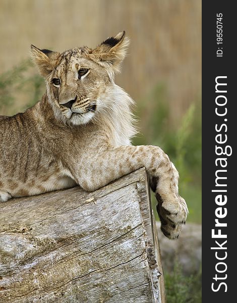 Lion cub resting