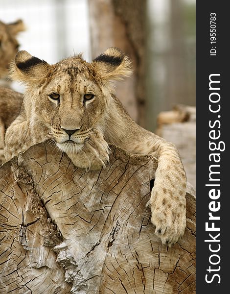 Lion Cub Resting