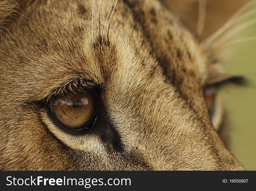 A portrait of a lion cub. A portrait of a lion cub