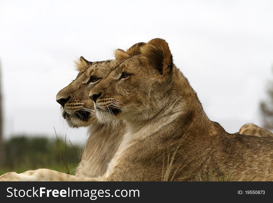 A portrait of lion cubs. A portrait of lion cubs
