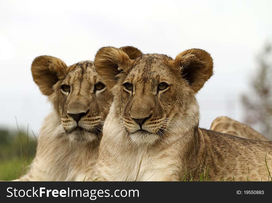 A portrait of lion cubs. A portrait of lion cubs