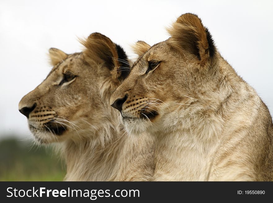 Lion cubs portrait