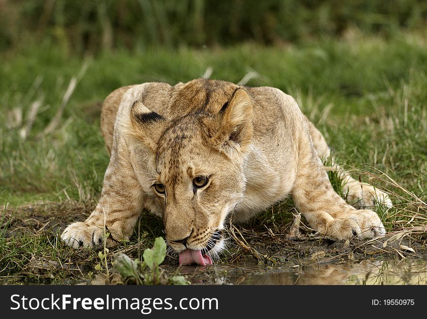 A lion cub drinking water. A lion cub drinking water