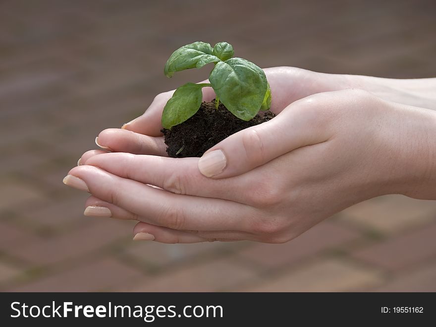 Small green sprouts in the hands of a young woman