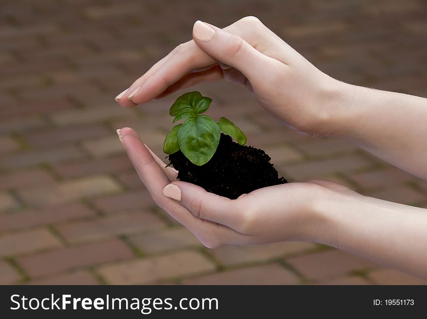 Small green sprouts in the hands of a young woman