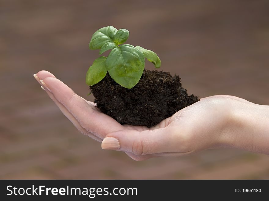 Small green sprouts in the hands of a young woman