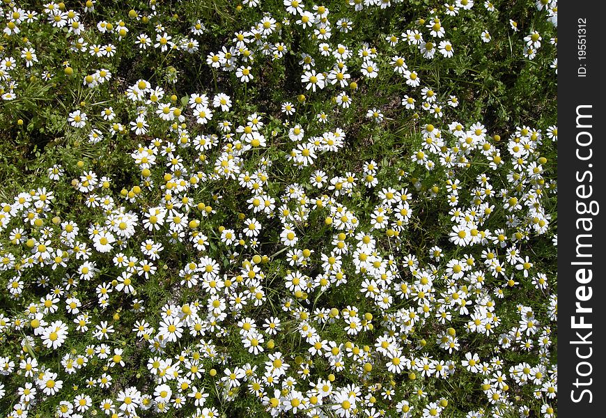 Background from horse gowan (Matricaria chamomilla) from top. Background from horse gowan (Matricaria chamomilla) from top