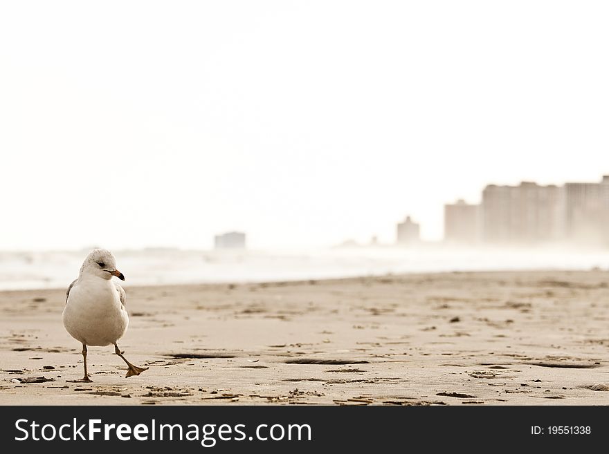 A sea gull is walking on the beach at Atlantic City relax relaxing tourism coast. A sea gull is walking on the beach at Atlantic City relax relaxing tourism coast