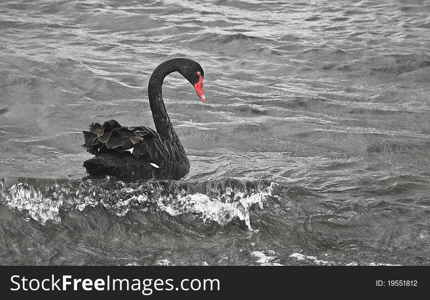 Black swan riding sea surf grey with red detail