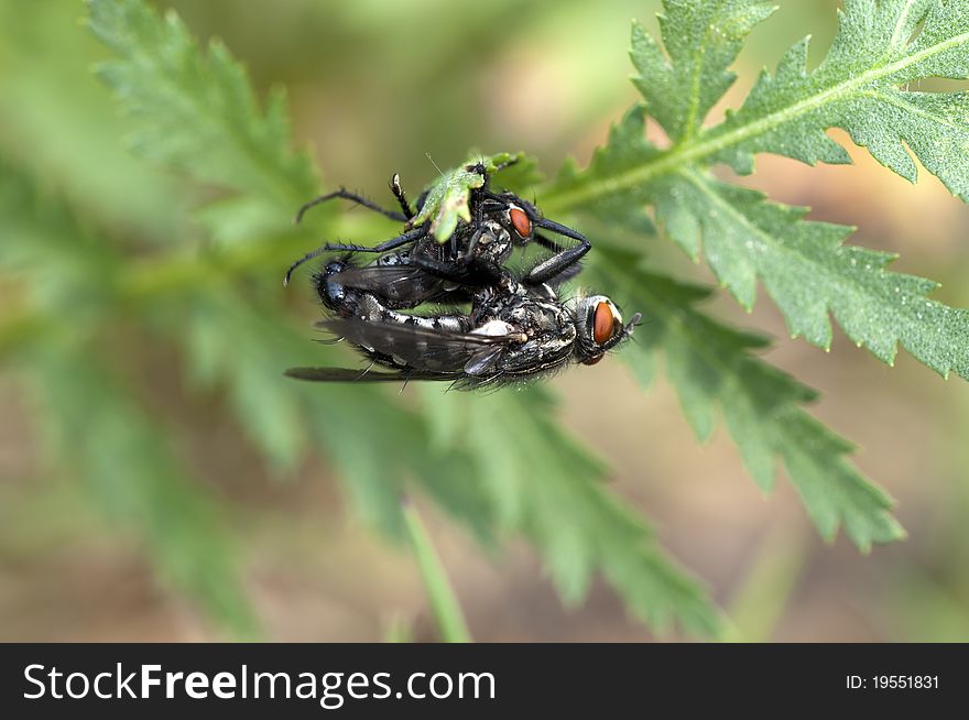 Grey flesh flies - Sarcophaga carnaria - mating