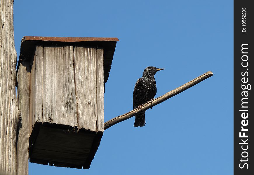 Starling-house