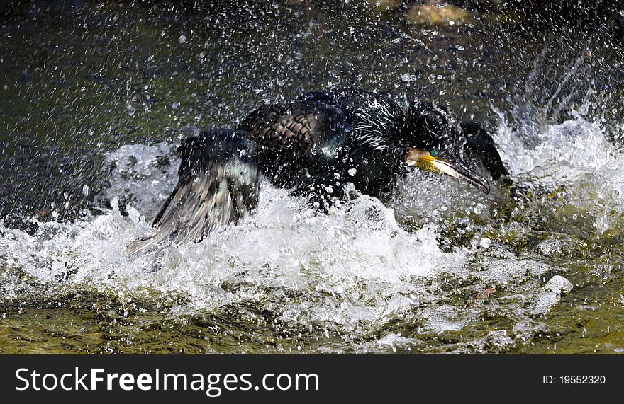 A  great cormorant splashing the water. A  great cormorant splashing the water