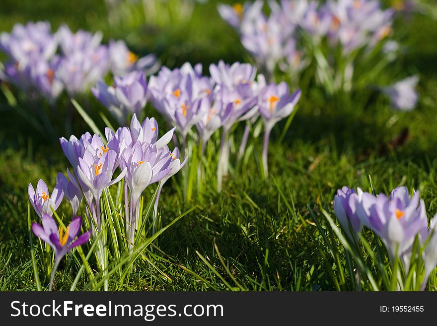 Purple crocuses between the grass in the sun