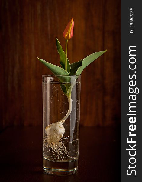 Beautiful red tulip in a transparent glass on the dark background