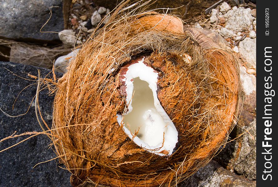 Сoconut fruit. The shell and the flesh of a coconut.