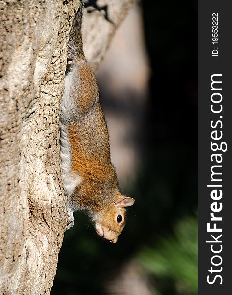 Squirrel upside down clinging to a trunk