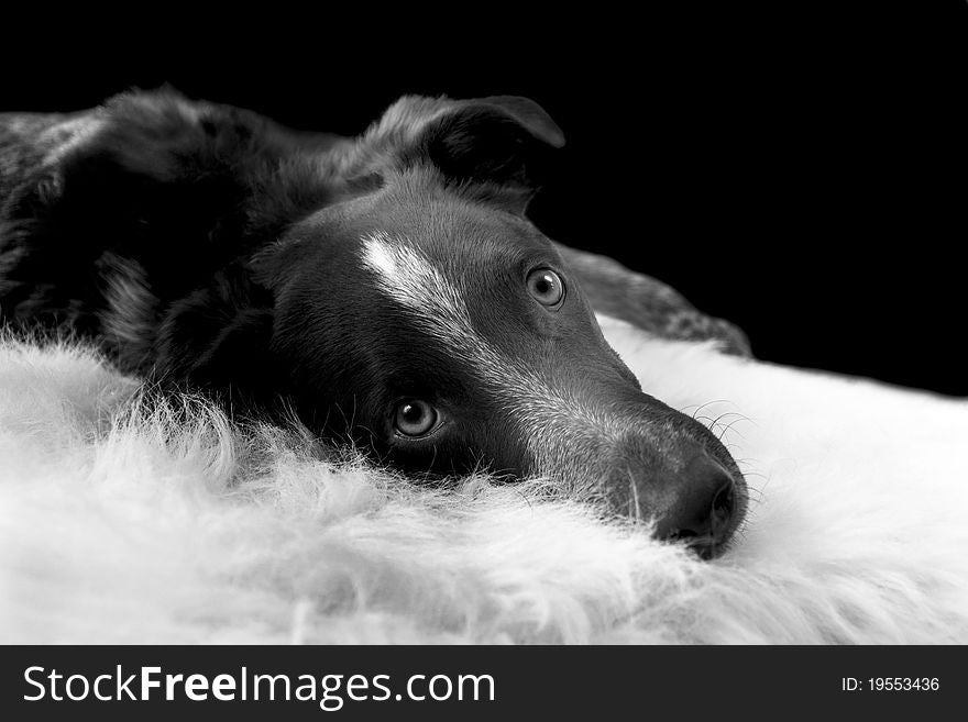 Dog lying on blanket look at you in black and white