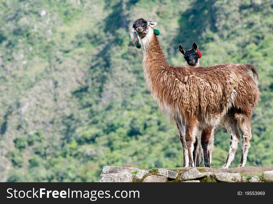 2 Llamas At Machu Picchu