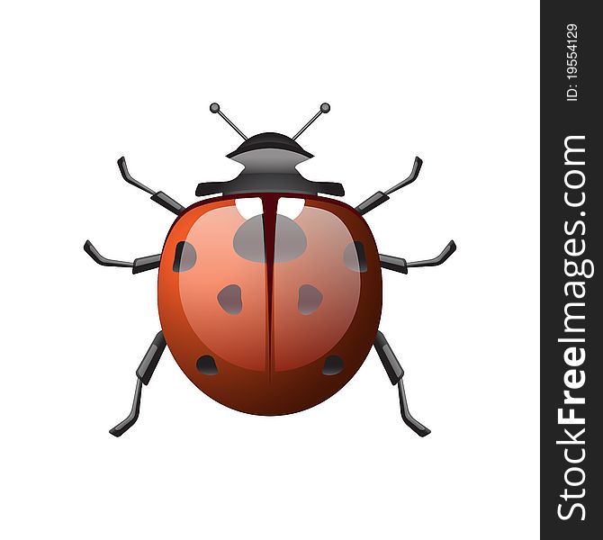 Isolated detailed ladybird, illustration, eps10