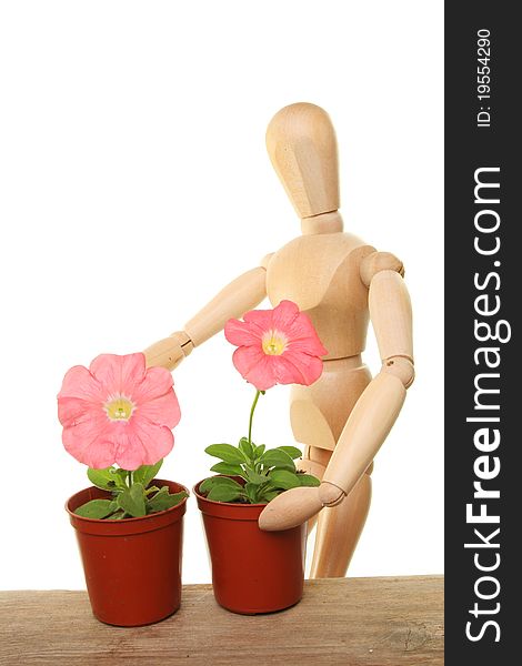 Artists manikin tending petunia plants and flowers on a potting bench. Artists manikin tending petunia plants and flowers on a potting bench