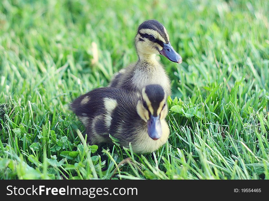 Baby ducklings waddling in the green Spring grass. Baby ducklings waddling in the green Spring grass.